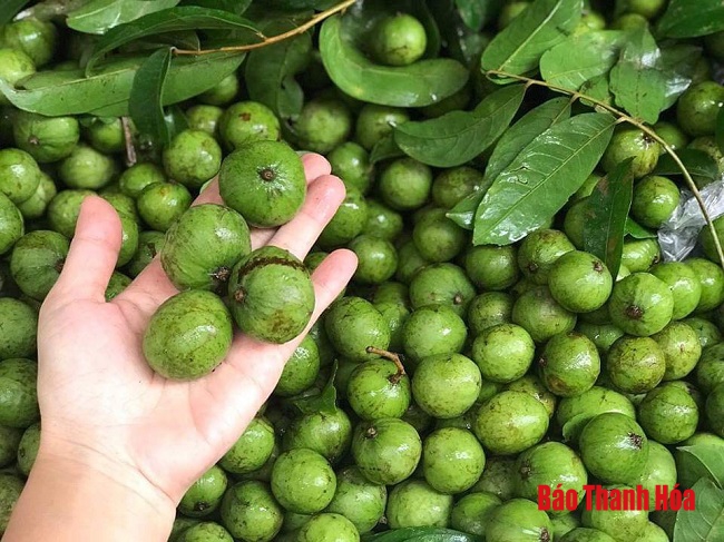 Sấu - Những chiếc “khuy áo” bé xinh của bầu trời