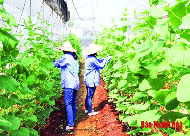 Thực hiện đồng bộ, có hiệu quả các giải pháp kết nối cung cầu nông sản, thực phẩm