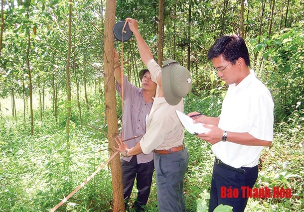 Toàn tỉnh trồng mới và chuyển hóa được 45. 500 ha rừng gỗ lớn 