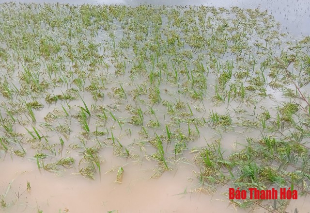 Vĩnh Lộc thiệt hại nặng sau hoàn lưu bão số 4