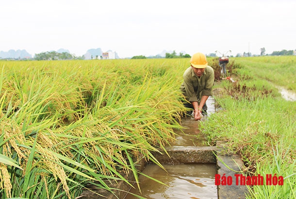 Có 512 xã được đánh giá đạt tiêu chí thủy lợi trong xây dựng nông thôn mới