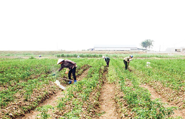 Toàn tỉnh đã gieo trồng 21.580 ha cây trồng vụ đông