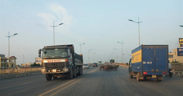 Trâu, bò thả rông trên đường – sự vô cảm của chủ nuôi