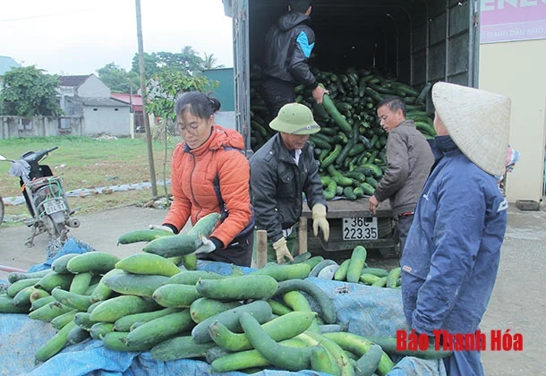 Xã Hoằng Thắng có 120 ha bí xanh cho hiệu quả kinh tế cao