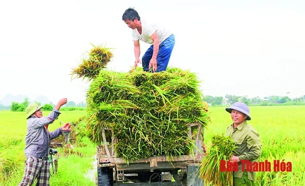 Năng suất lúa vụ thu mùa ước đạt 52,2 tạ/ha