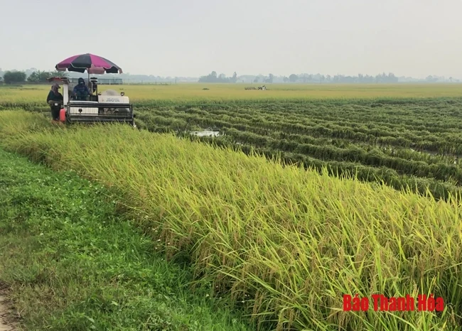 Quy định mới trong việc quản lý, sử dụng đất trồng lúa