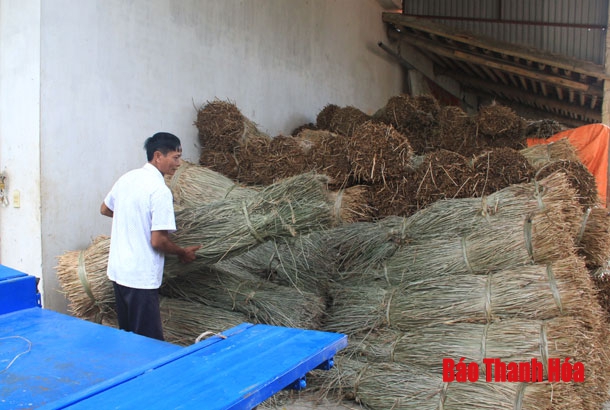 Xã Nga Bạch chú trọng phát triển tiêu chí sản xuất, nâng cao thu nhập cho người dân