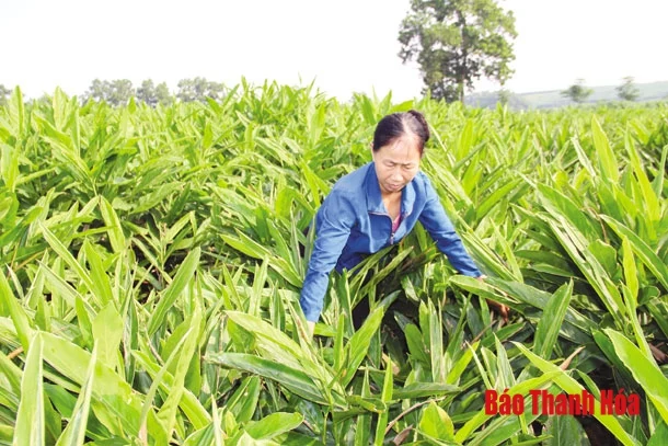 Hiệu quả từ thực hiện các chính sách hỗ trợ phát triển nông nghiệp ở huyện Như Thanh