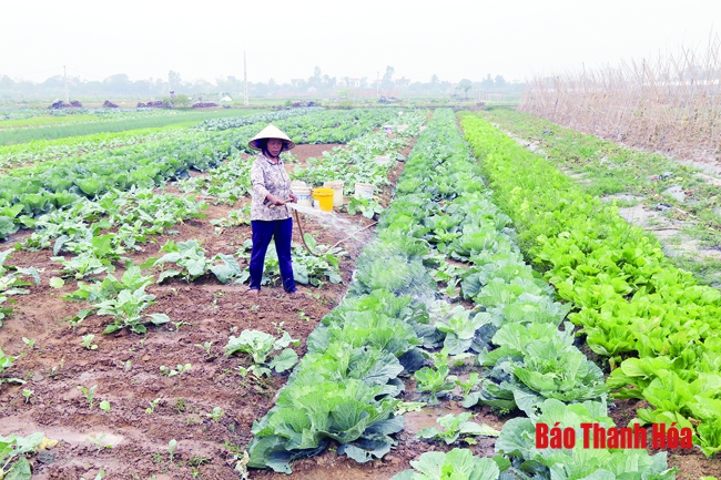 HTX nông nghiệp Nga Yên phát triển sản xuất, nâng cao thu nhập cho các thành viên