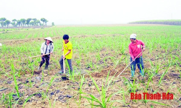 Nâng cao vai trò của các HTX kiểu mới trong phát triển vùng mía thâm canh