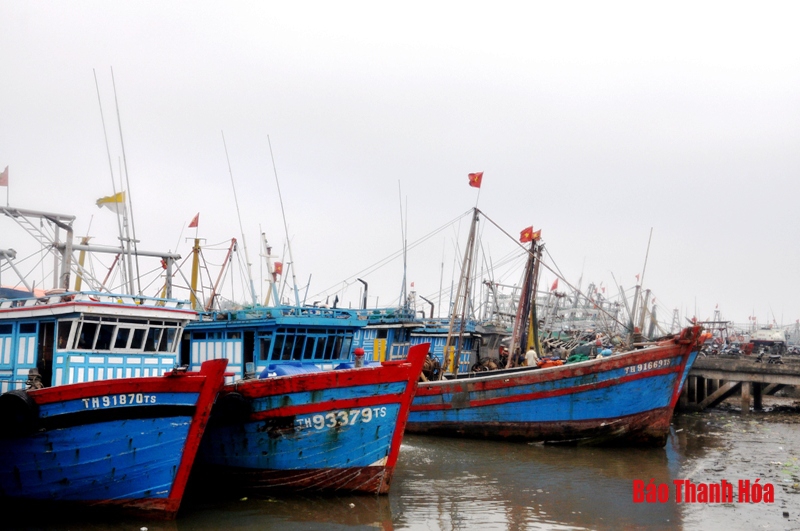 Cảng cá Lạch Hới những ngày cuối năm