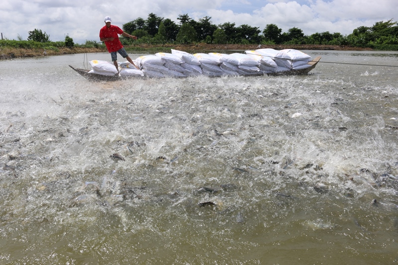 Câu chuyện “Cá & kiến” trong kinh doanh