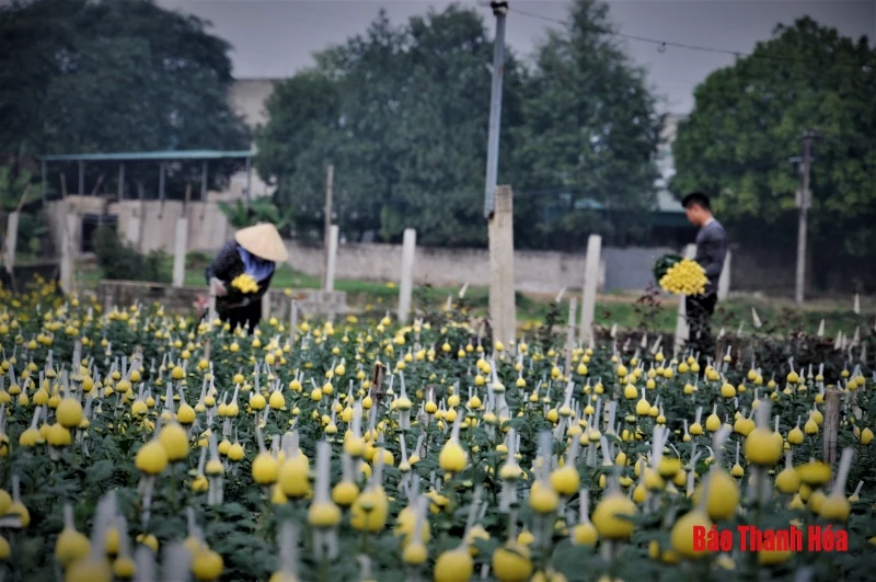 Làng hoa Đông Cương: “Ăn ngủ cùng hoa” ngày cận Tết