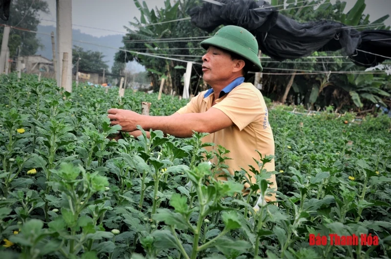 Làng hoa Đông Cương: “Ăn ngủ cùng hoa” ngày cận Tết