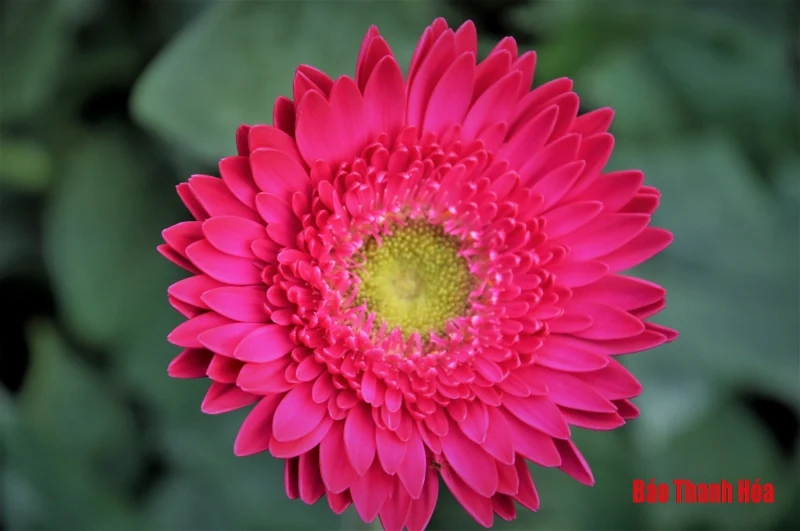 Làng hoa Đông Cương: “Ăn ngủ cùng hoa” ngày cận Tết