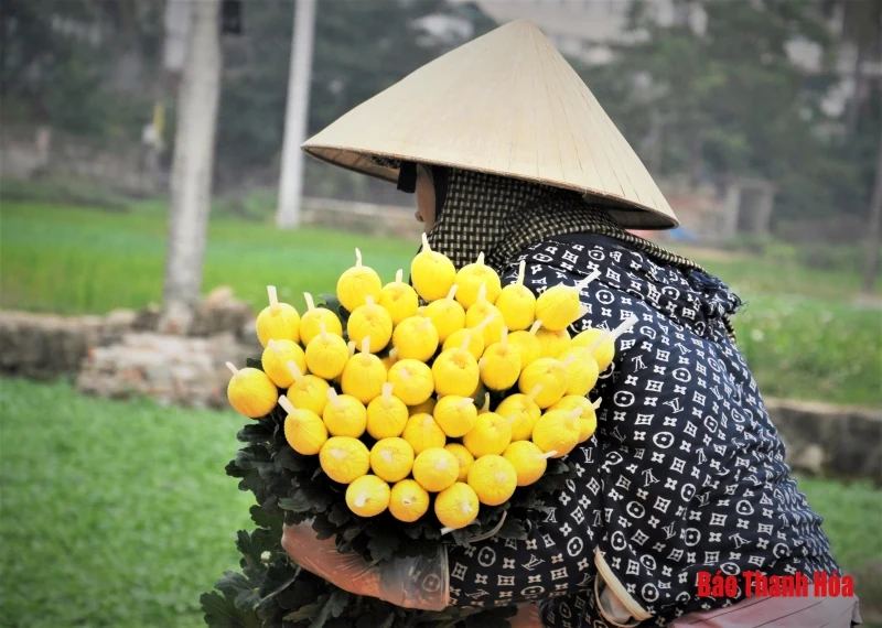Làng hoa Đông Cương: “Ăn ngủ cùng hoa” ngày cận Tết