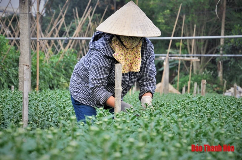 Làng hoa Đông Cương: “Ăn ngủ cùng hoa” ngày cận Tết
