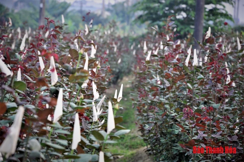 Làng hoa Đông Cương: “Ăn ngủ cùng hoa” ngày cận Tết