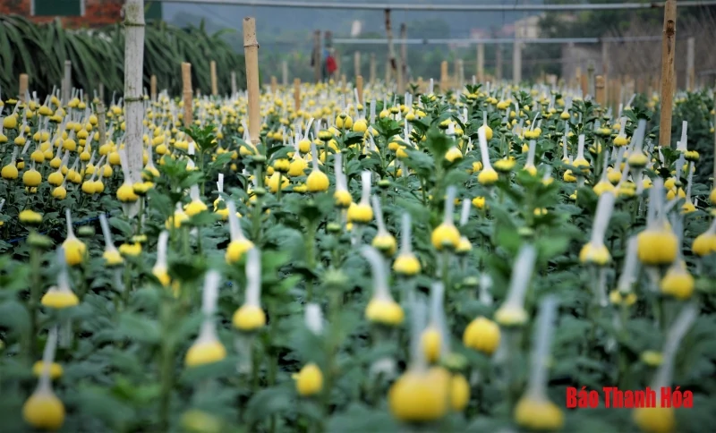 Làng hoa Đông Cương: “Ăn ngủ cùng hoa” ngày cận Tết