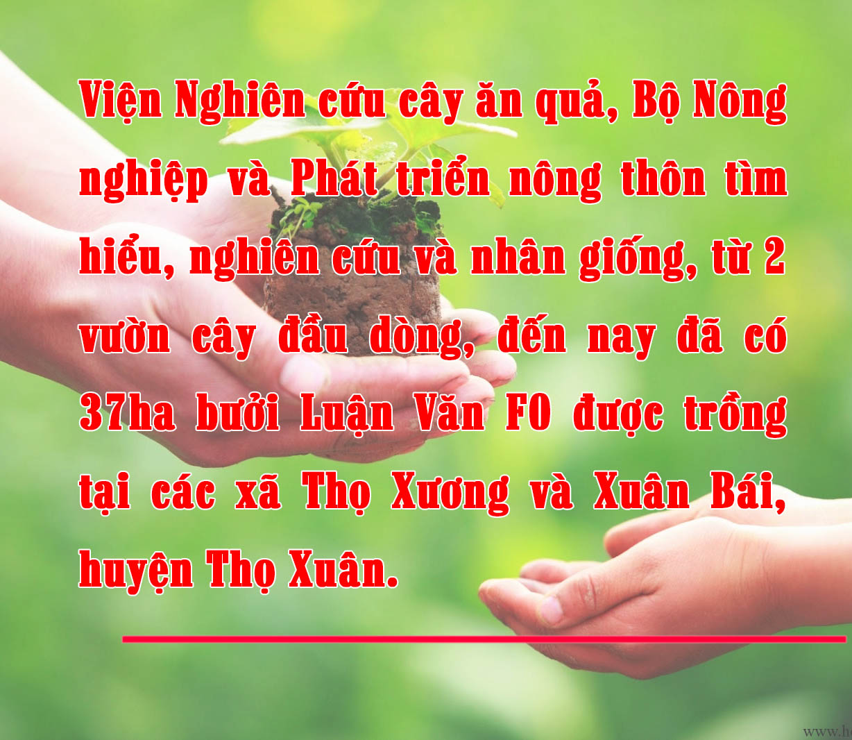 [E-Magazine] - Bưởi Tiến Vua… vào Tết