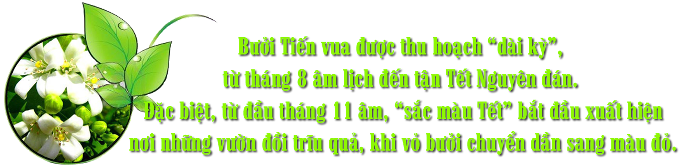 [E-Magazine] - Bưởi Tiến Vua… vào Tết