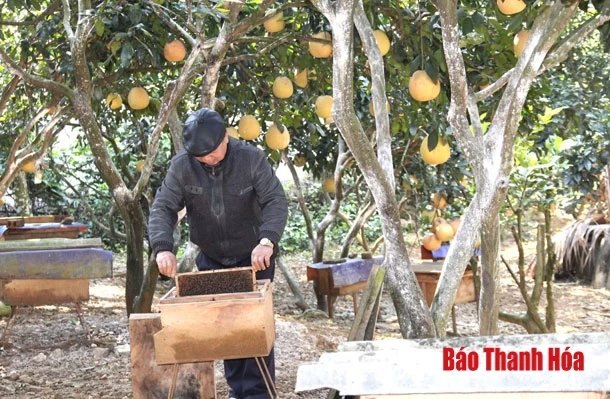 Giá trị sản xuất mật ong bình quân mỗi năm đạt khoảng 52 tỷ đồng