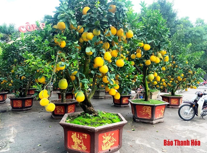 Đào, quất, bưởi cảnh về phố đón Tết