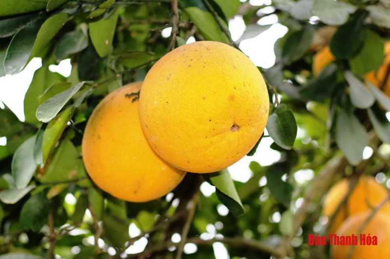 Đào, quất, bưởi cảnh về phố đón Tết