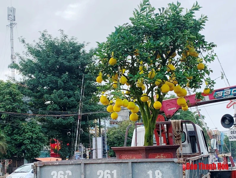 Đào, quất, bưởi cảnh về phố đón Tết