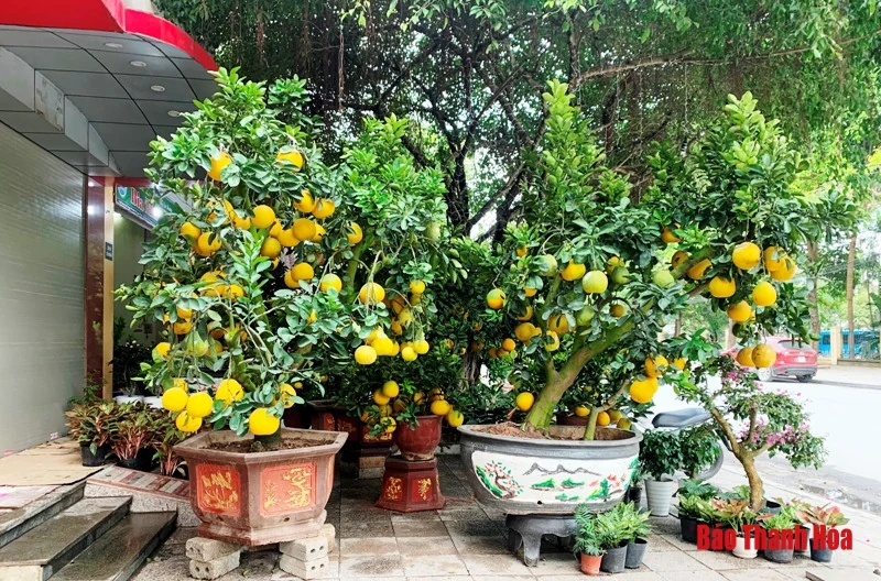 Đào, quất, bưởi cảnh về phố đón Tết