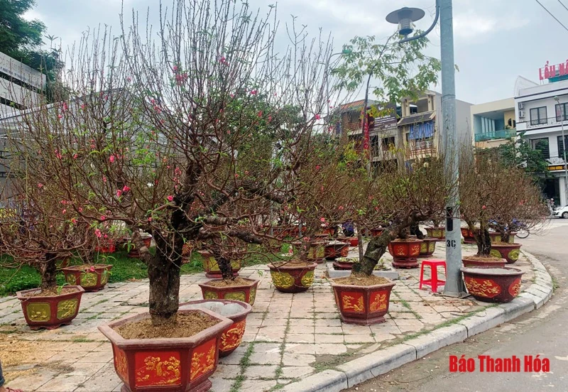 Đào, quất, bưởi cảnh về phố đón Tết