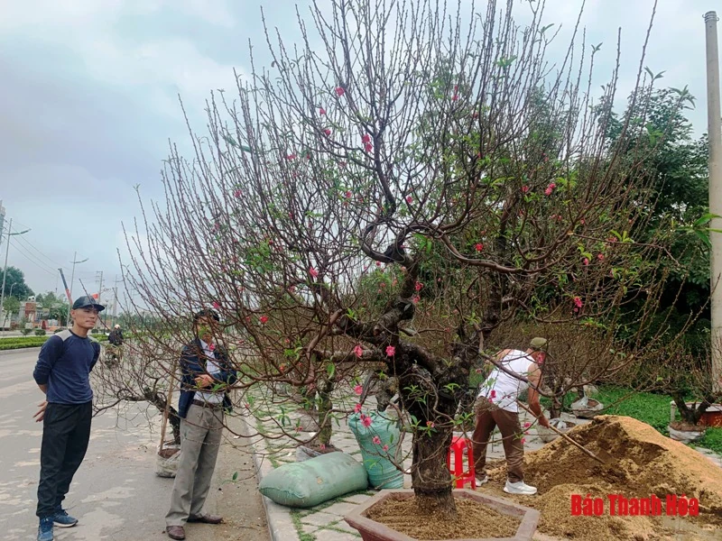 Đào, quất, bưởi cảnh về phố đón Tết