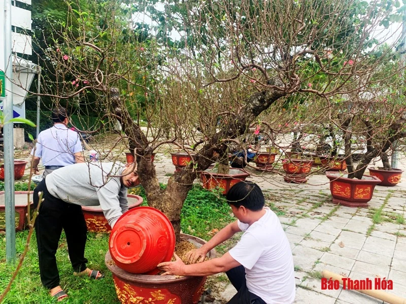 Đào, quất, bưởi cảnh về phố đón Tết