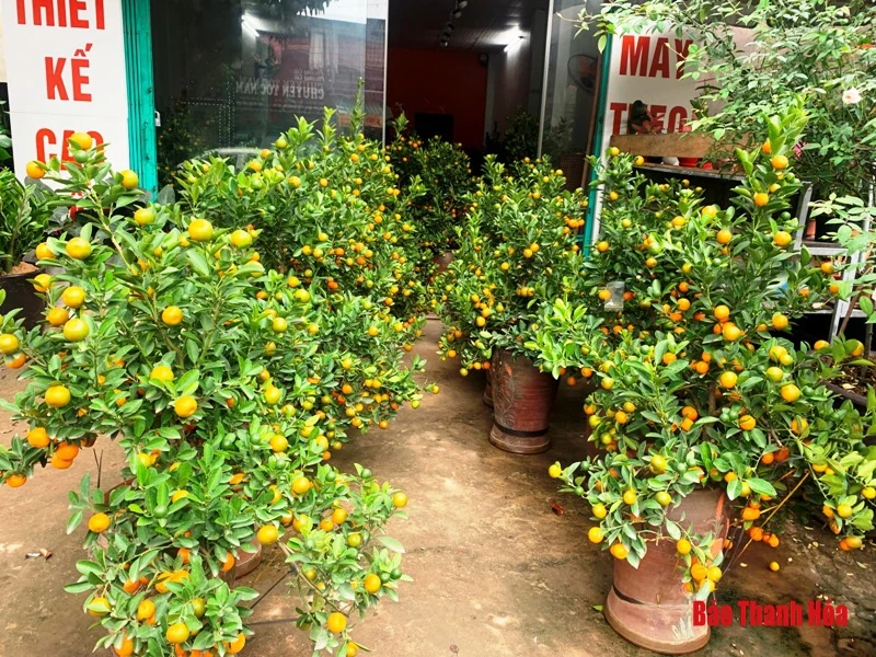 Đào, quất, bưởi cảnh về phố đón Tết