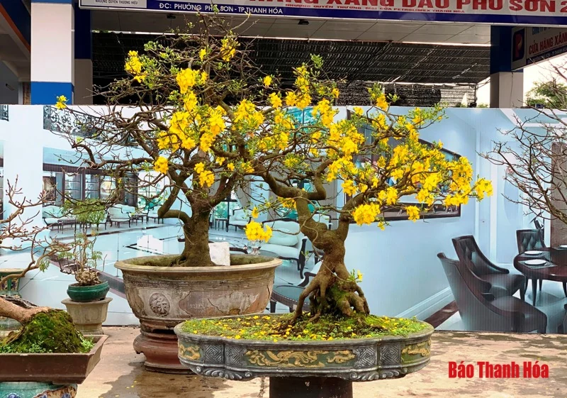 Đào, quất, bưởi cảnh về phố đón Tết