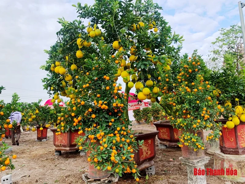 Đào, quất, bưởi cảnh về phố đón Tết