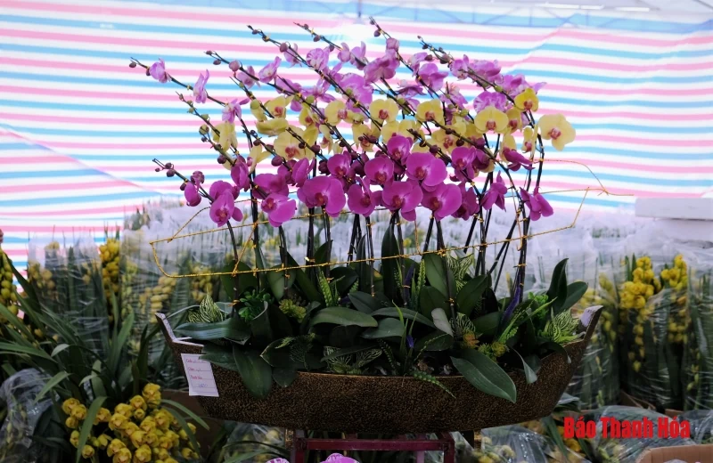 Hoa phong lan khoe sắc đón Xuân