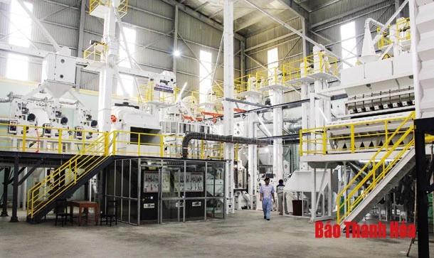 Gắn sản xuất nông nghiệp với chế biến theo chuỗi giá trị