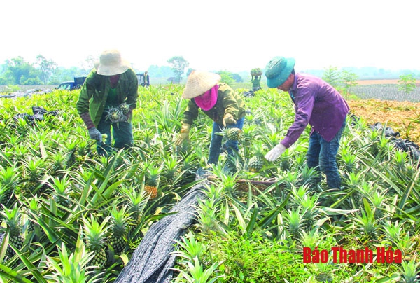 Tập trung thực hiện các giải pháp tăng trưởng ngành nông nghiệp