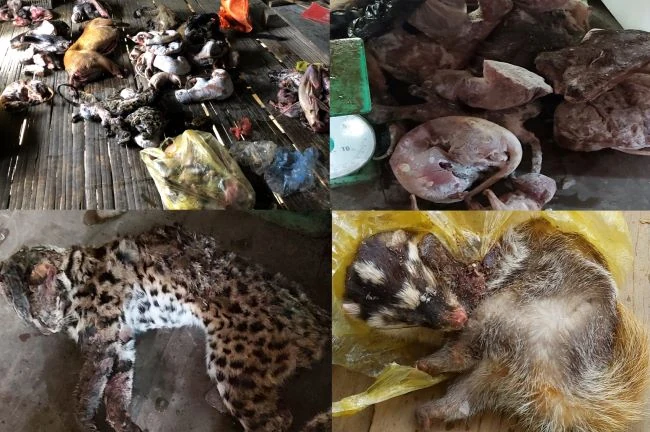 Bắt giữ 2 vụ mua bán, tàng trữ số lượng lớn động vật hoang dã
