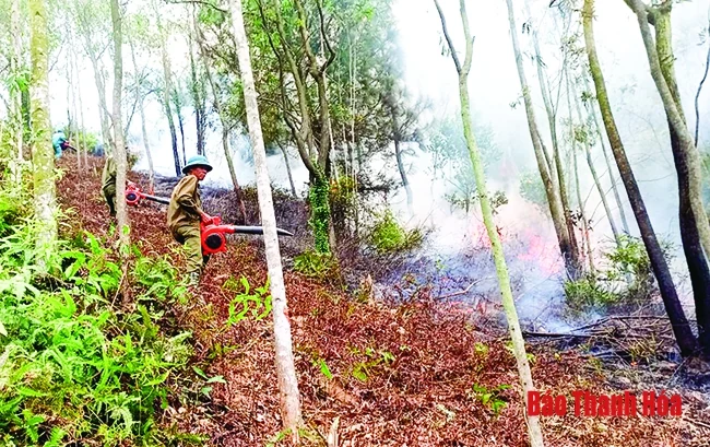 Đẩy mạnh quản lý, bảo vệ, phòng cháy, chữa cháy rừng phòng hộ ven biển