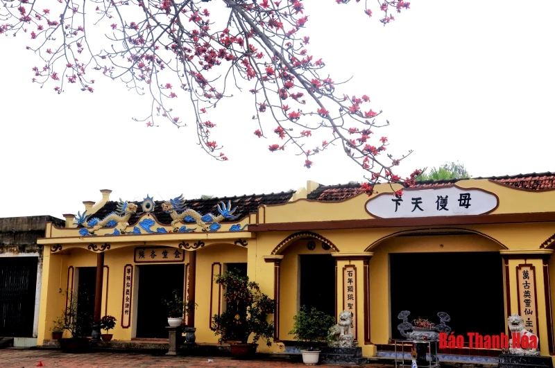 Hoa gạo nở đỏ rực trước sân đền hàng trăm năm tuổi ở Sầm Sơn