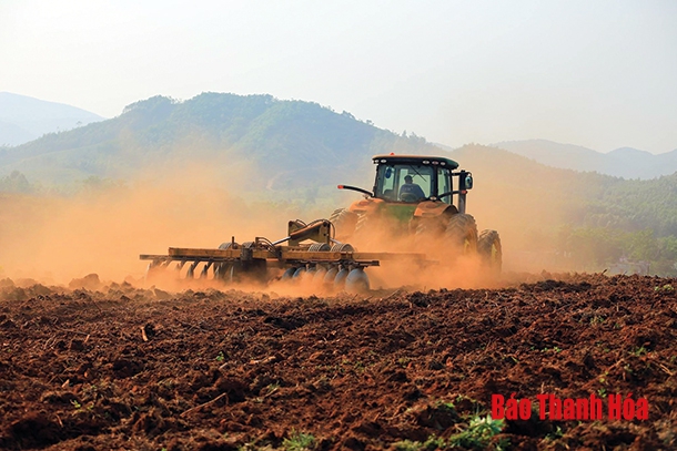 Kỳ vọng về trang trại bò sữa quy mô lớn tại huyện Nông Cống