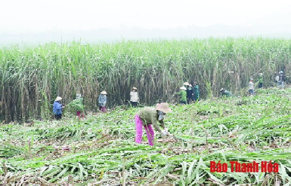 Toàn tỉnh thu hoạch 16.104 ha mía nguyên liệu