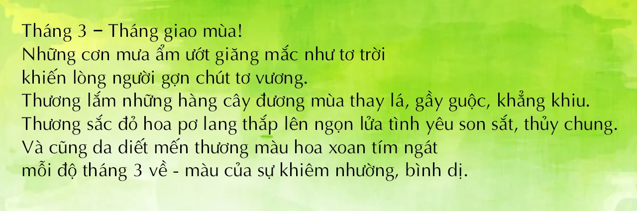 E-Magazine: Ngan ngát mùa hoa xoan