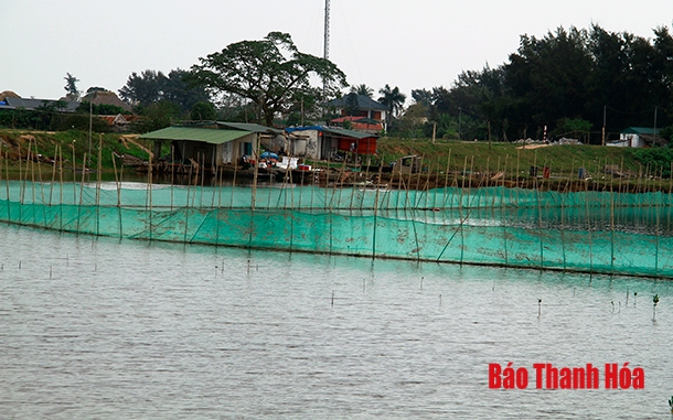 TP Sầm Sơn phát triển nghề nuôi cá đặc sản trong ao