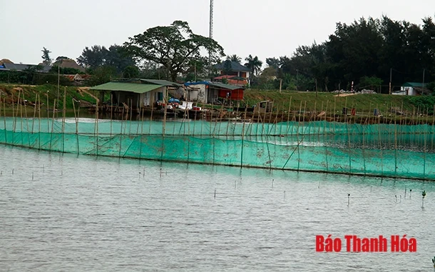 TP Sầm Sơn phát triển nghề nuôi cá đặc sản trong ao