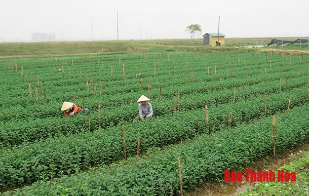 Giải pháp giảm bớt khó khăn cho lao động nữ trong sản xuất nông nghiệp