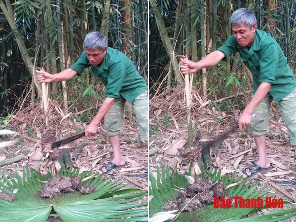 Mùa trứng kiến