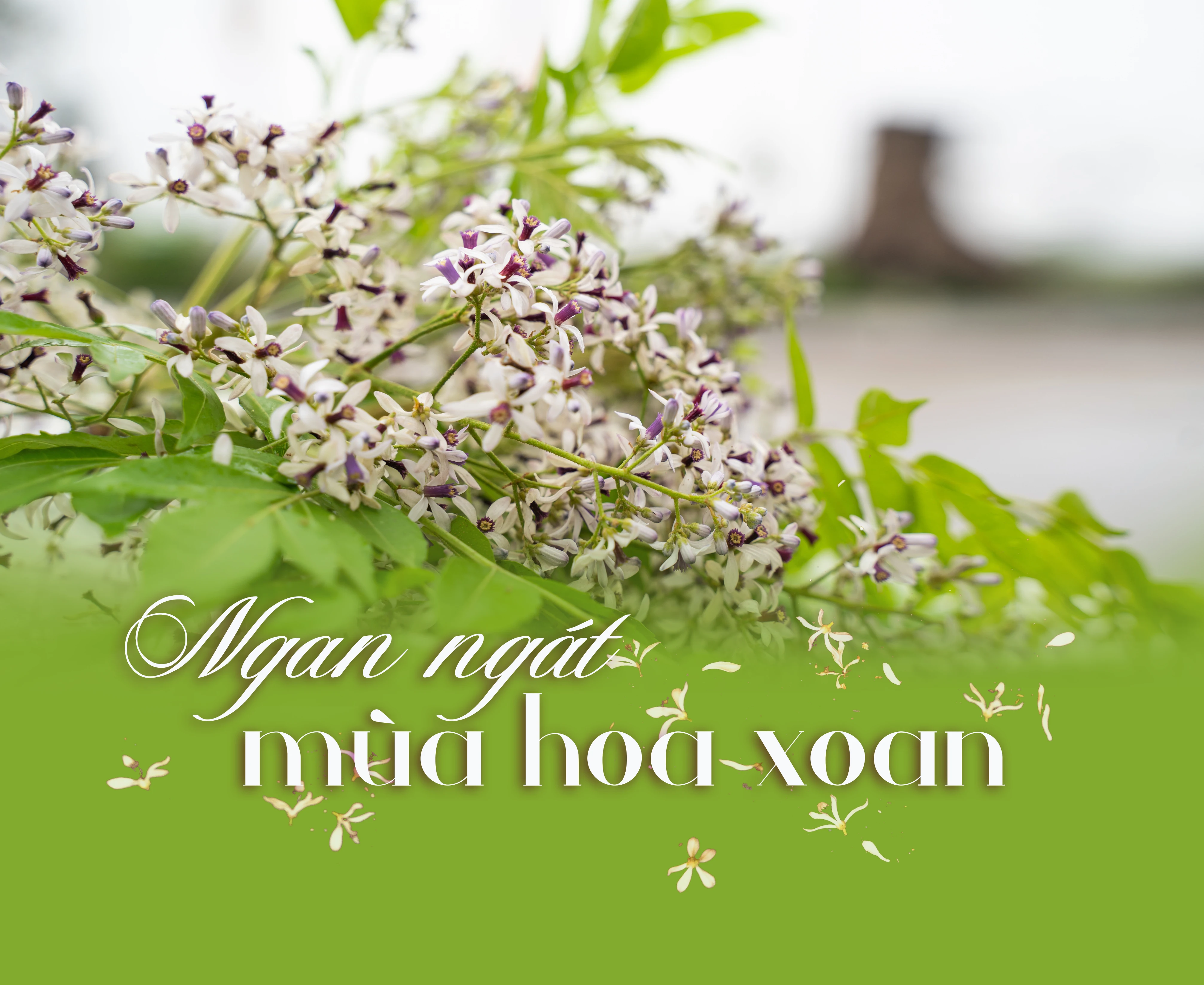 E-Magazine: Ngan ngát mùa hoa xoan